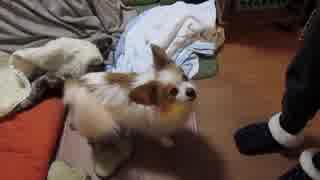 しっぽを振って甘えてくるワンコ（パピヨン）