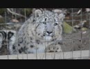 【ユキヒョウ】フク君が見てるだけ【多摩動物公園】