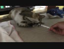 ペン回しが上手い半野良猫ミーちゃん
