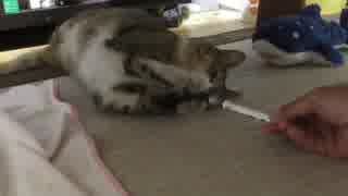 ペン回しが上手い半野良猫ミーちゃん