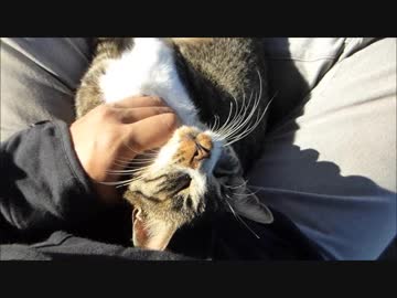 野良猫を膝の上に乗せて撫でまくったらそのまま爆睡された