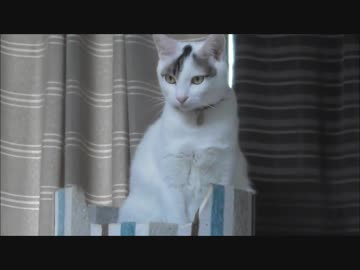 姉猫を盗撮していたら妹猫にダメだよって注意されたww