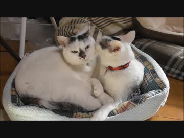 お互いを舐め舐めし合う仲良しな猫達（PV風）