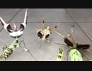 威嚇するカマキリ軍団