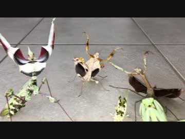 威嚇するカマキリ軍団