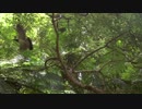 Kereru Pigeon Flying Off　徳川高人