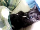 【ジル♀】ぬこラッシュ