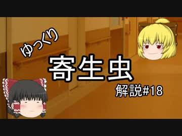 【ゆっくり解説】ゆっくり寄生虫解説#18~日本住血吸虫~