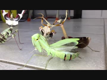 気さくなカマキリ達に荒ぶる鷹のポーズを取ってもらったったｗｗｗｗ