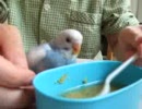 ハッスルピーちゃん