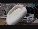 【Jean & Pont 787】保護猫兄弟の母に新しいベッドを購入