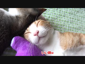 いい顔で寝る子猫