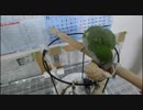 カボチャの種を食べるインコさん２