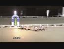 第39回金の鞍賞 ネオプリンセス