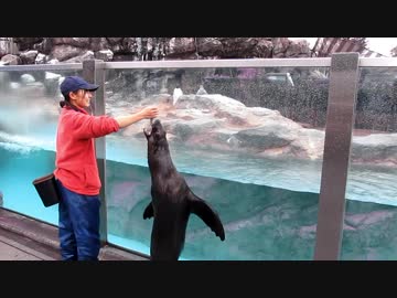 ケープ、献花台の前にて(東武動物公園)