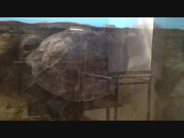 【野毛山動物園】溺れそうな亀