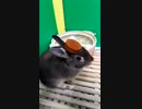 齧り木乗せたら…