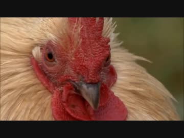 フレンズを動物ドキュメンタリーで紹介するよ part36