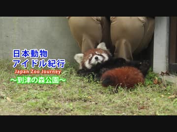 【日本動物アイドル紀行】レッサーパンダ 野花ちゃん【到津の森公園】