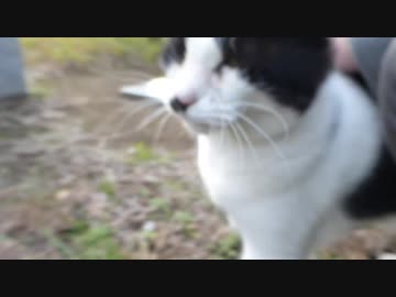 白黒猫がお気に入りの場所へ案内してくれました　ねこもふ１３