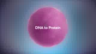 From DNA to protein - 3DECARUSJ