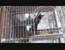 【Jean & Pont 791】保護猫兄弟の母あんずちゃんに運動させよう
