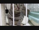 【Jean & Pont 792】保護猫兄弟の母あんずちゃんに手からオヤツを