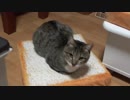 食パンの上にのっかる子猫