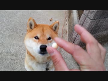 ３つ目をキャッチ出来ない柴犬