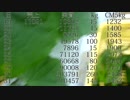 きゅうり栽培実況vol.16　10月の長雨で値段が倍になった！編