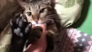 【おひさしぶりです。】ぼんちゃん近影【元気です。】
