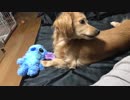 【戌年】あけましておめでとうございます【五右衛門】