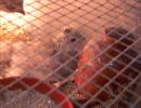 変なおじさんとこの　鶏さん１７３　雛の砂浴び♪
