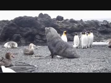 ペンギンに性的暴行を加えるアザラシ（BGM：年越しセックス／KNOTS）