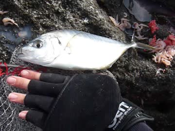 2017.1231.初めてシマアジ釣れた！