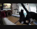 【Jean & Pont 797】保護猫兄弟の母あんずちゃんをオモチャで誘う