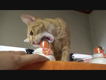鏡餅を食べたくて仕方がない子猫