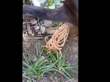ホモと学ぶ犬の尻から出るスパゲッティ