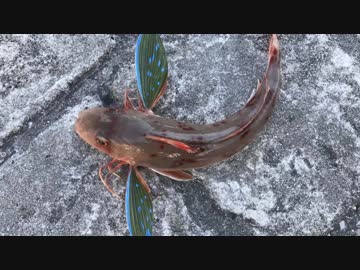 釣り動画ロマンを求めて 119釣目:前編（陸軍桟橋 ※浦賀湾)