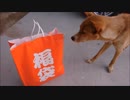 うちのナナ知りませんか？（犬福袋2018）