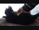 【Jean & Pont 798】保護猫兄弟の食事時間はとても穏やかになります