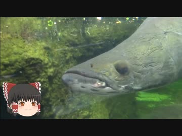 ゆっくりれいむのアクア放浪記　#33　足立区生物園