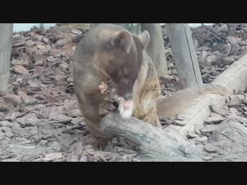「わたしはフォッサ。この辺りに住んでいるんだ。」（日本で上野だけ）