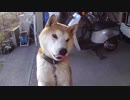 新年あけましてジャンピングお手