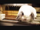 ポコポコ動画 vol.01
