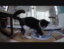 【Jean & Pont 801】譲渡会前日 猫５匹で毎日がお祭り騒ぎだ！