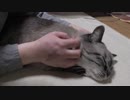 【Jean & Pont 802】ラブしおの嵐の前にジャン君を撫でる