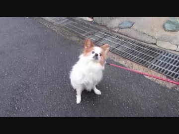 渋々散歩に出かけるワンコ（パピヨン）