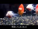 2017~2018　現在の90cm玄関水槽