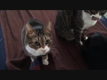 【こげつく】2018年正月